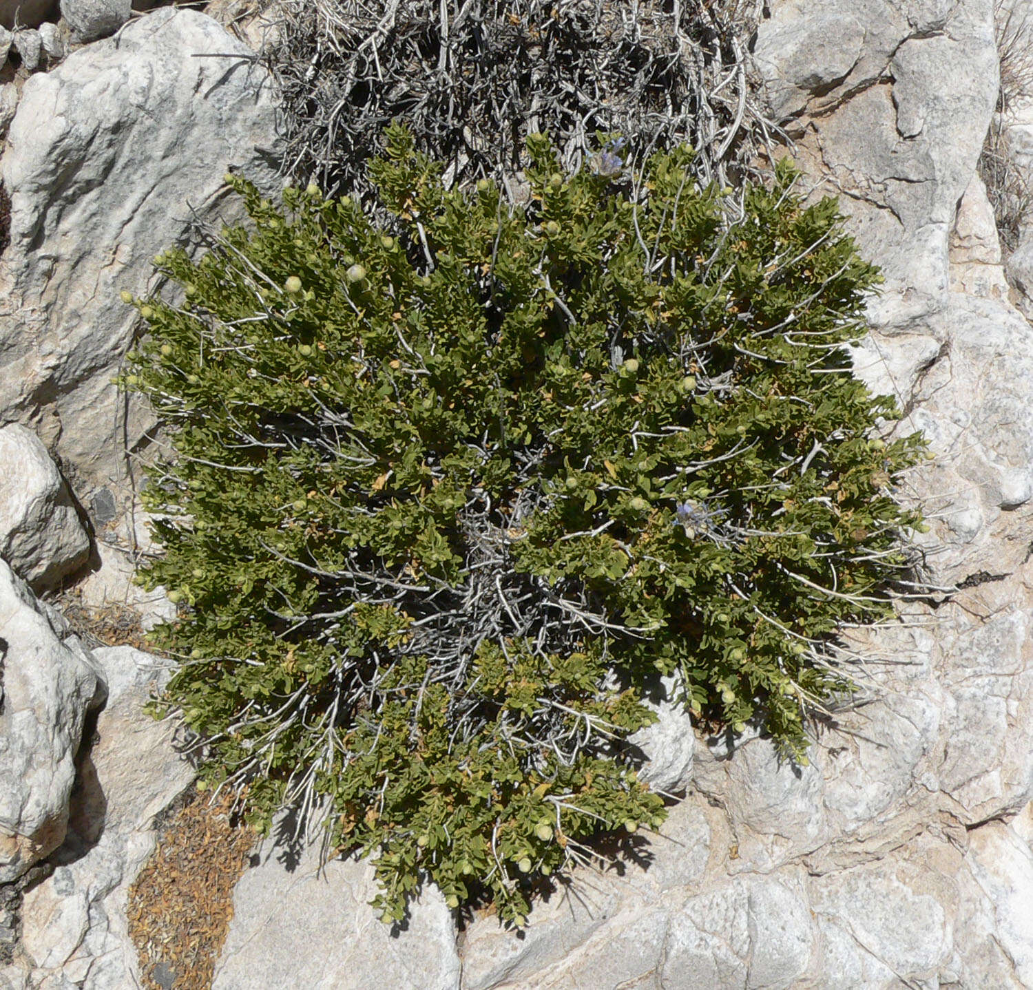 Image of Mojave sage