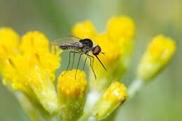 Image of Geron hesperidum Frey 1936