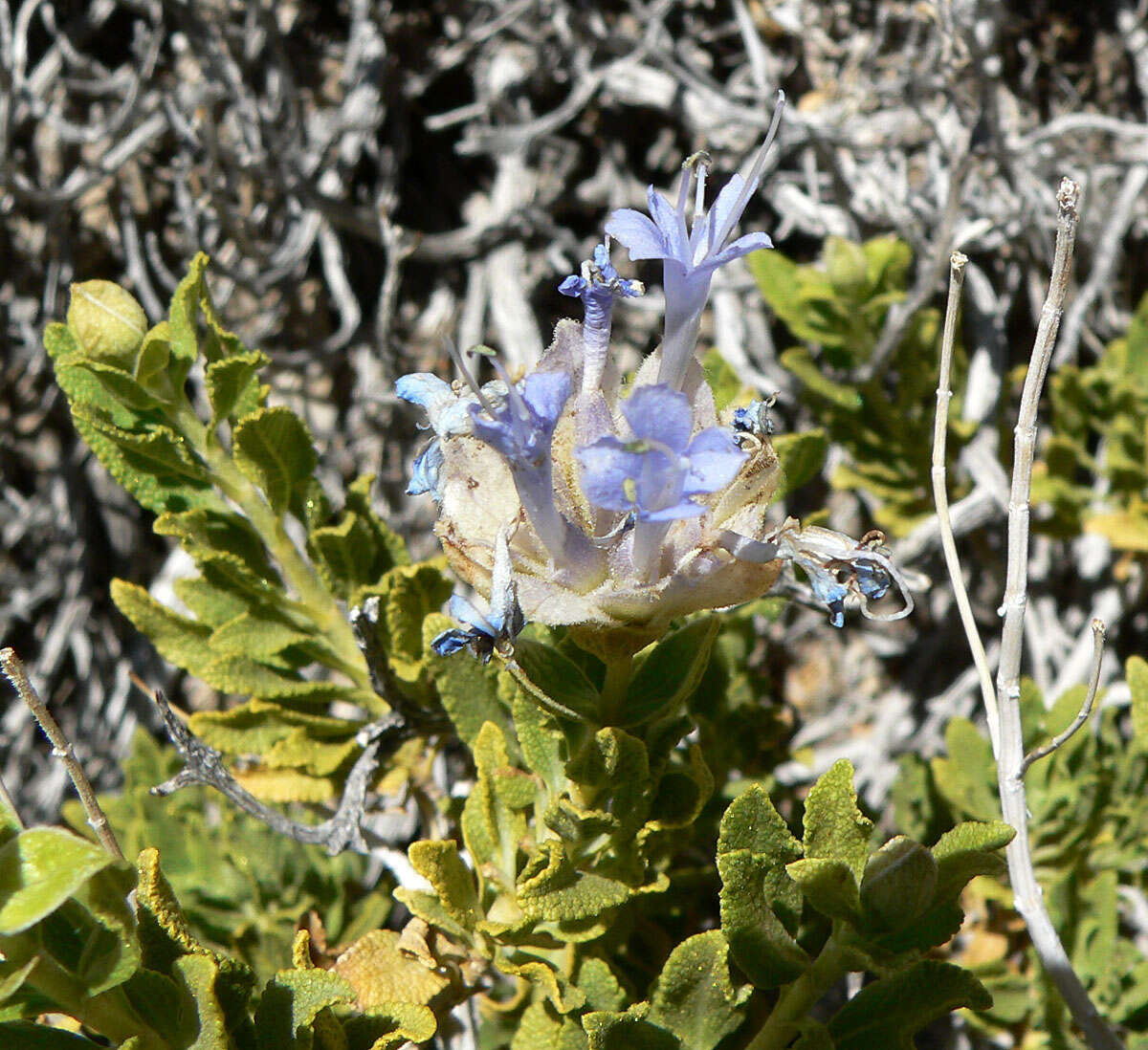 Image of Mojave sage