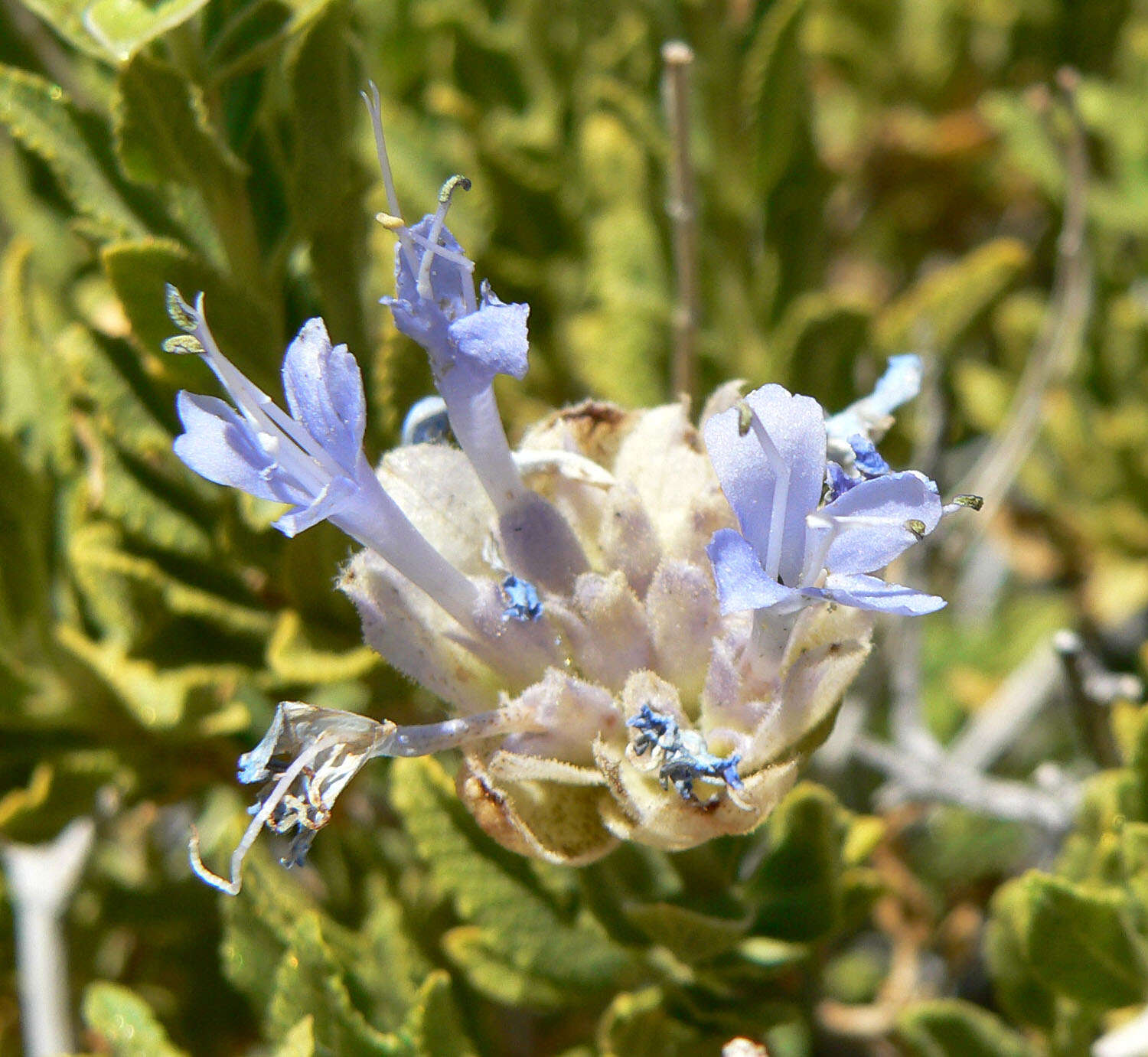 Image of Mojave sage