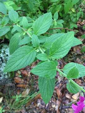 Salvia curviflora Benth. resmi