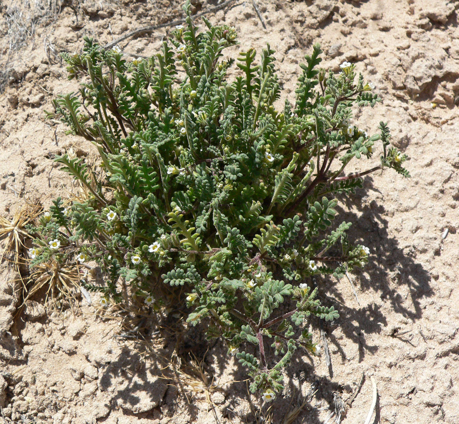 Image de Phacelia ivesiana Torr.