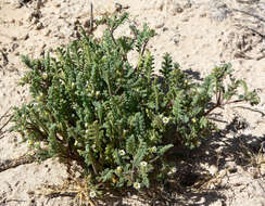 Image de Phacelia ivesiana Torr.