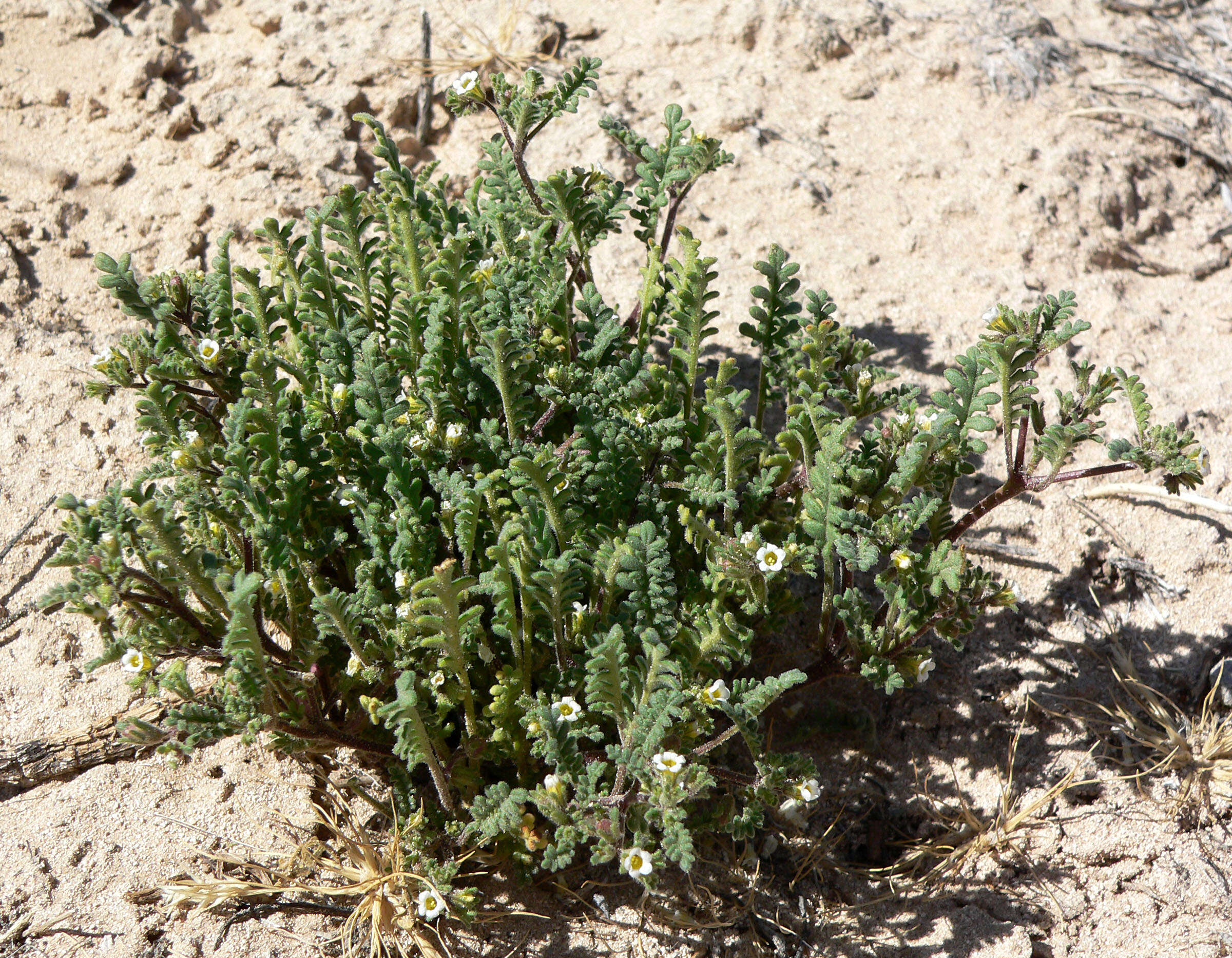 Image de Phacelia ivesiana Torr.