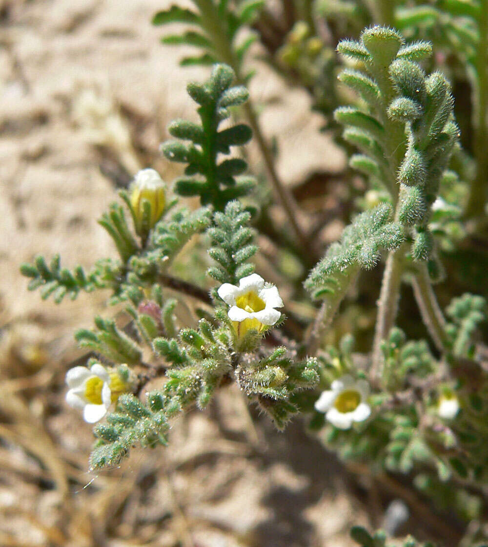 Image de Phacelia ivesiana Torr.