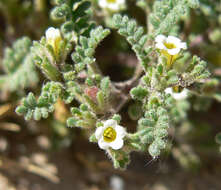 Image de Phacelia ivesiana Torr.