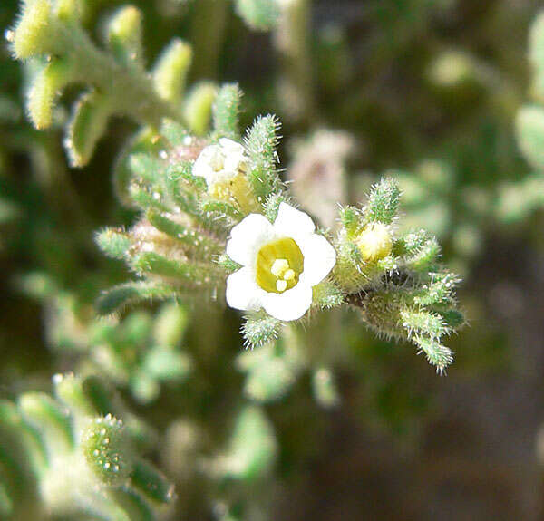 Image de Phacelia ivesiana Torr.