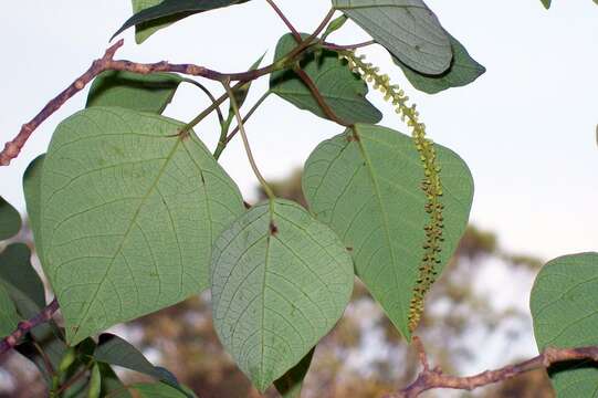 Imagem de Homalanthus nutans (G. Forst.) Guill.