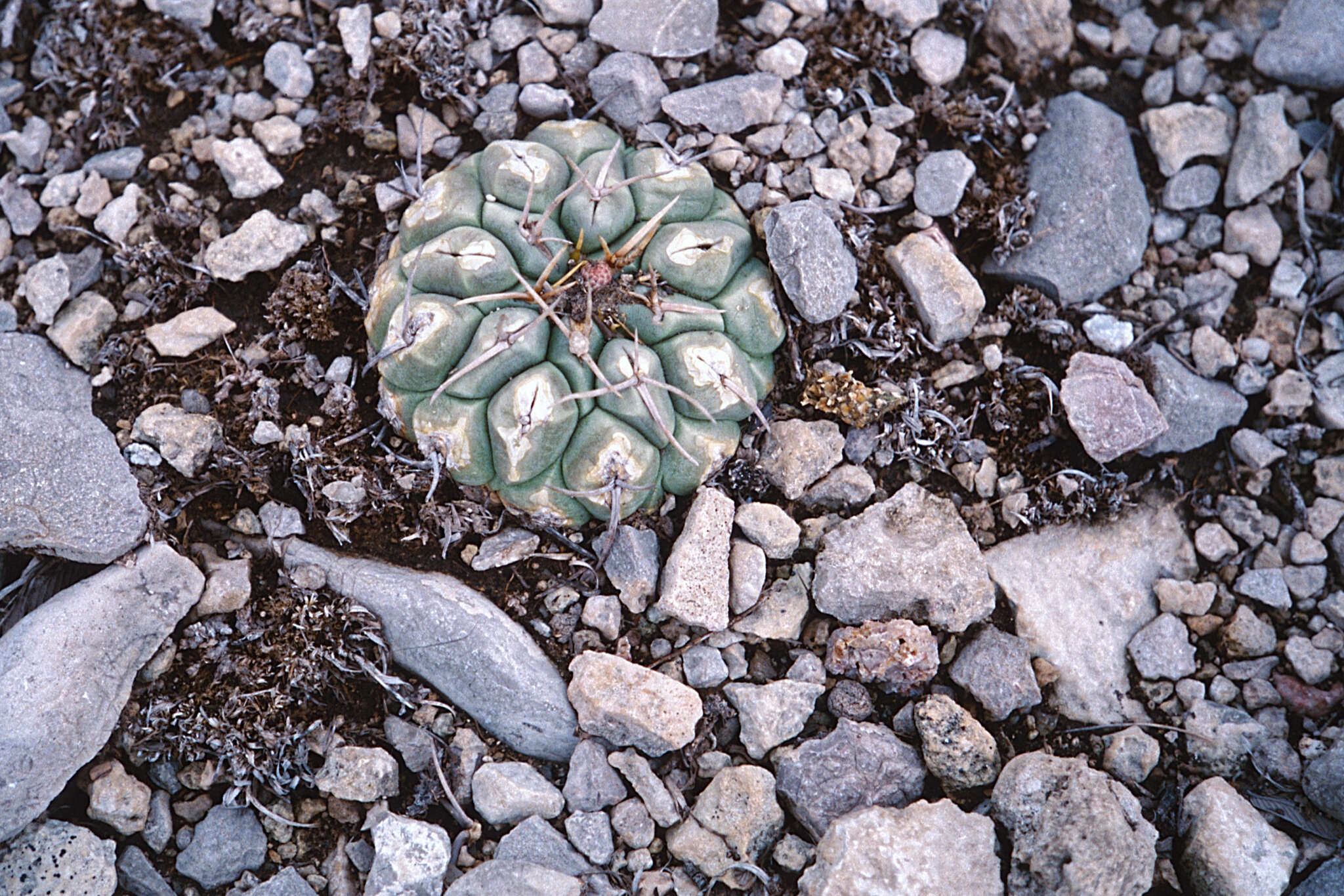 Image of Thelocactus rinconensis subsp. multicephalus