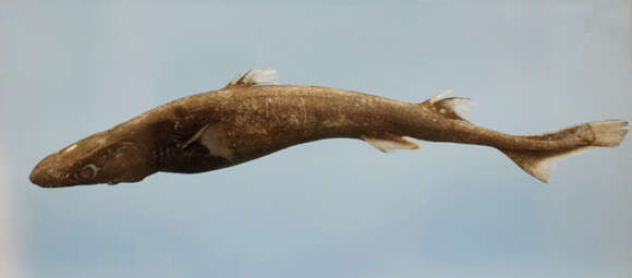 Image of Blurred Lanternshark