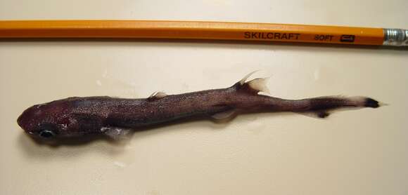 Image of Broadbanded Lanternshark