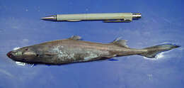 Image of Caribbean Lanternshark