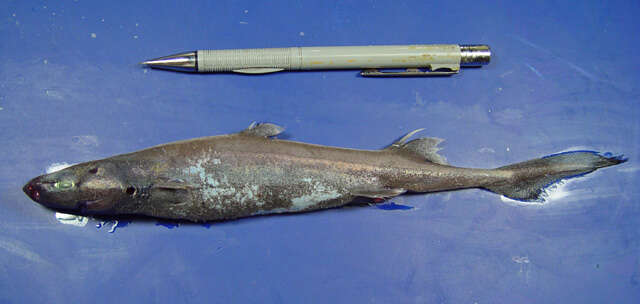 Image of Caribbean Lanternshark