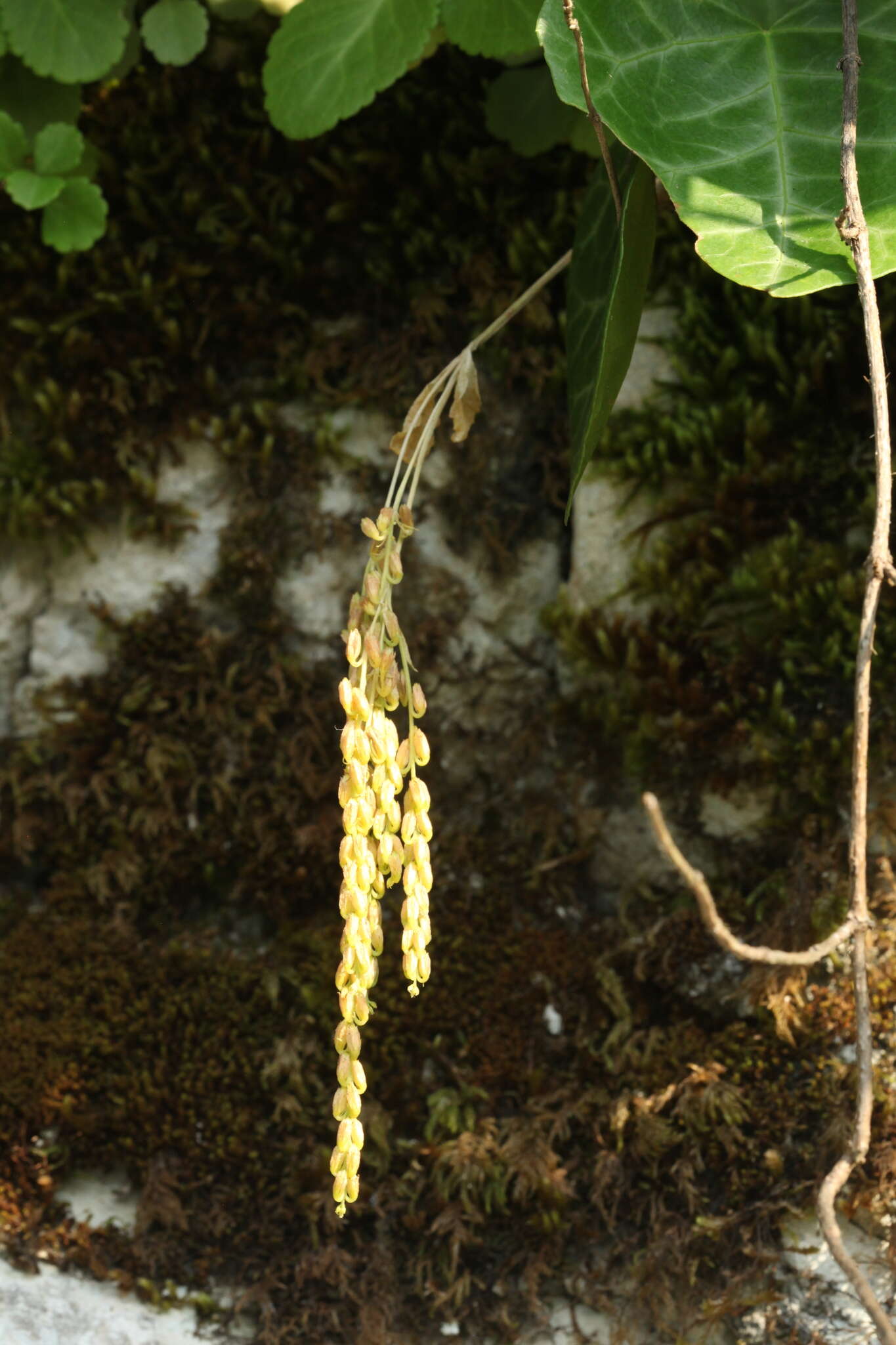 Image of Umbilicus oppositifolius (Ledeb.) Ledeb.