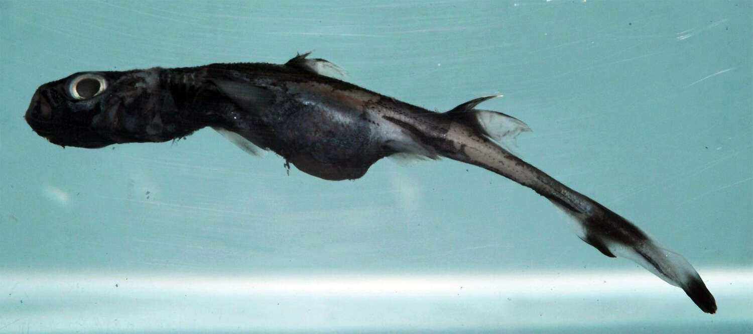 Image of Fringefin Lanternshark