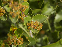 Image of Italian buckthorn