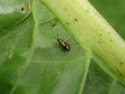 Image of Striped flea beetle