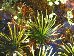 Image of water soldiers