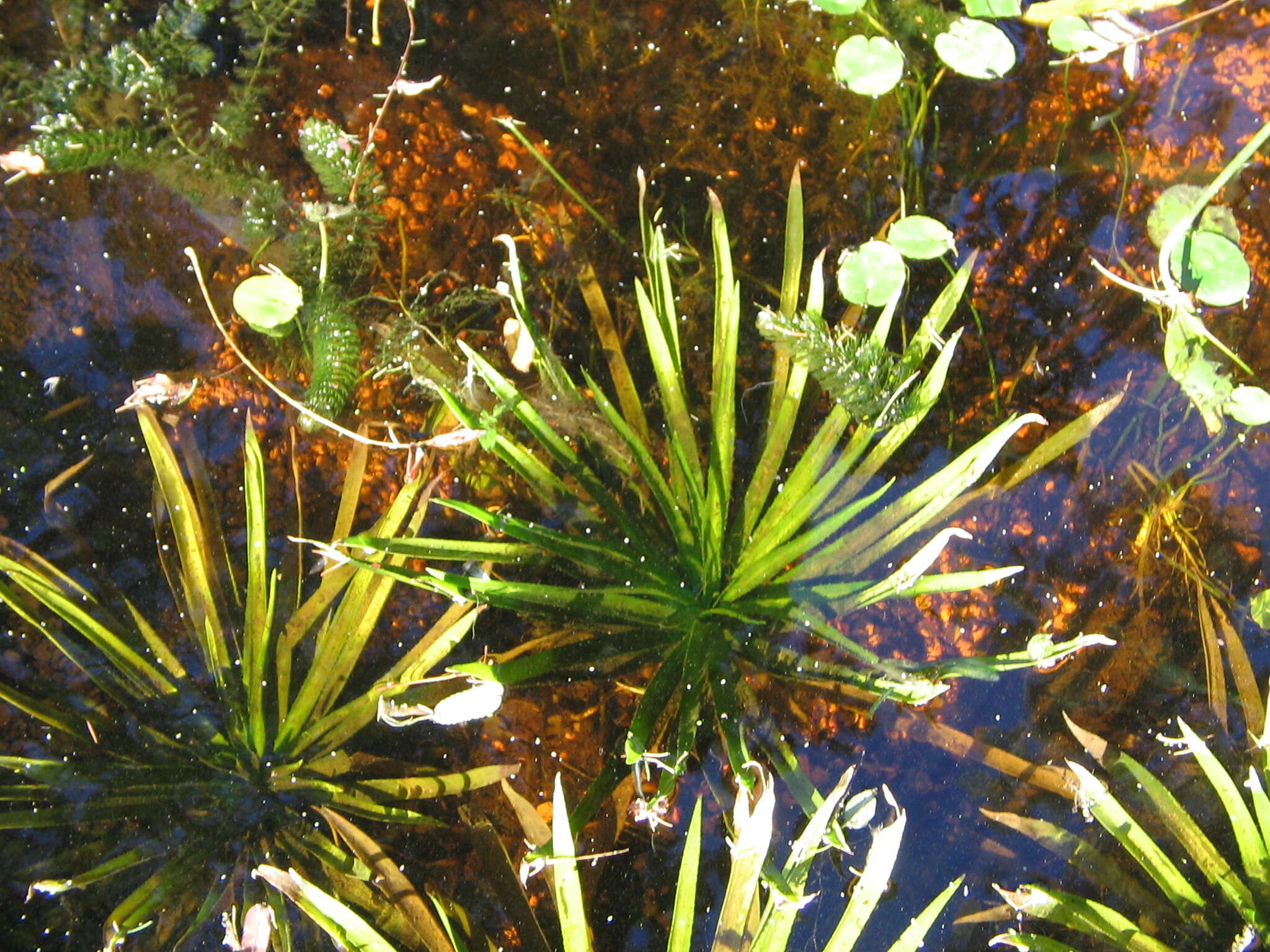 Image of water soldiers