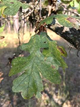 Image of Delta Post Oak