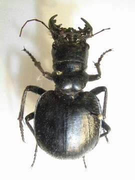 Image of Manticora latipennis G. R. Waterhouse 1837