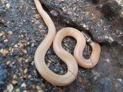 Image of Southeastern Crowned Snake