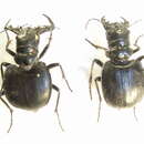 Image of Manticora latipennis G. R. Waterhouse 1837