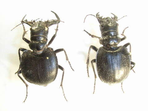 Image of Manticora latipennis G. R. Waterhouse 1837