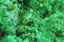 Image of grunt sculpins