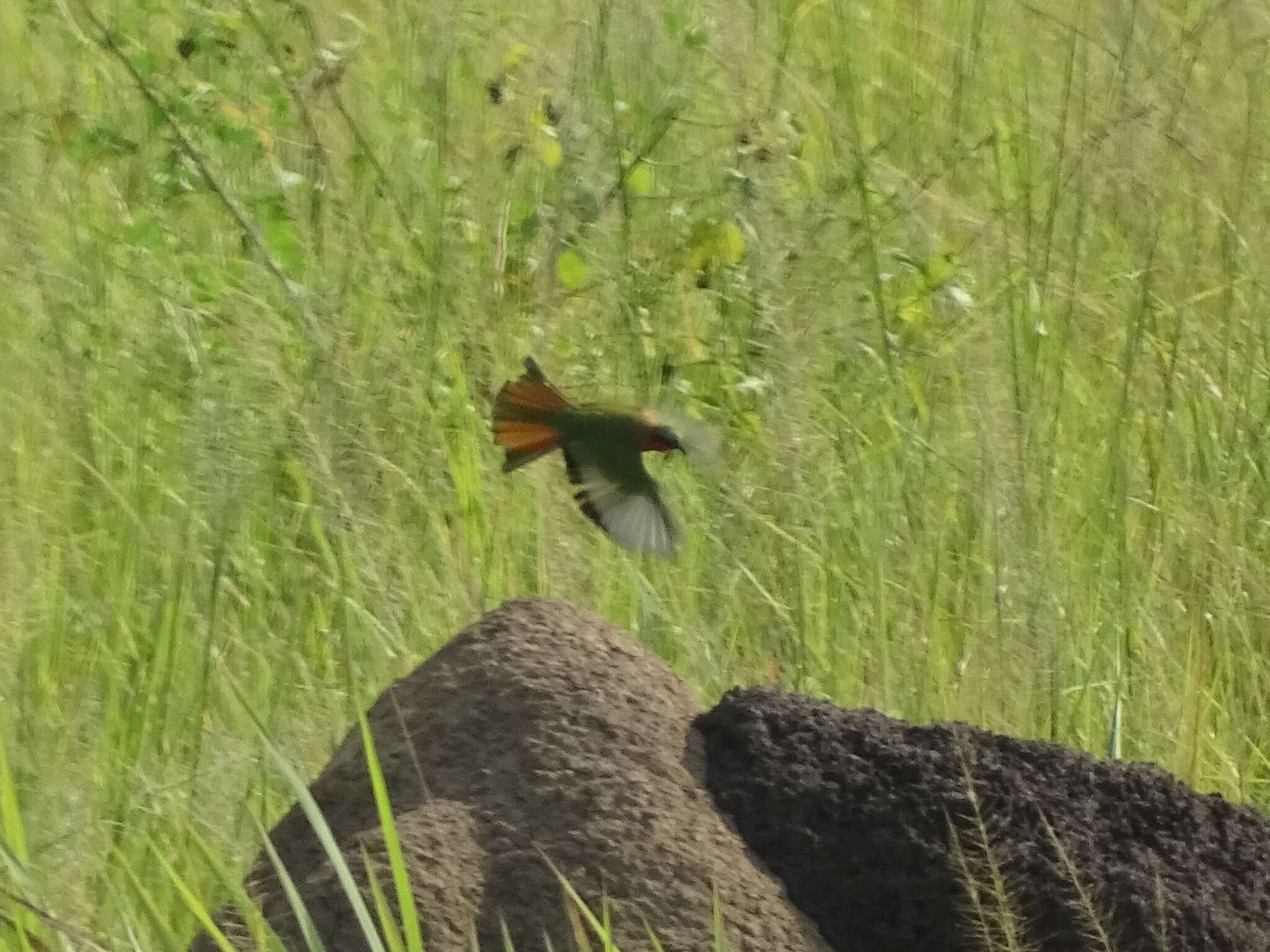 Image of Red-throated Bee-eater