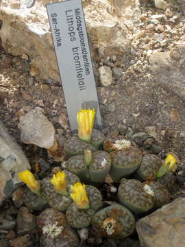 Imagem de Lithops bromfieldii L. Bol.