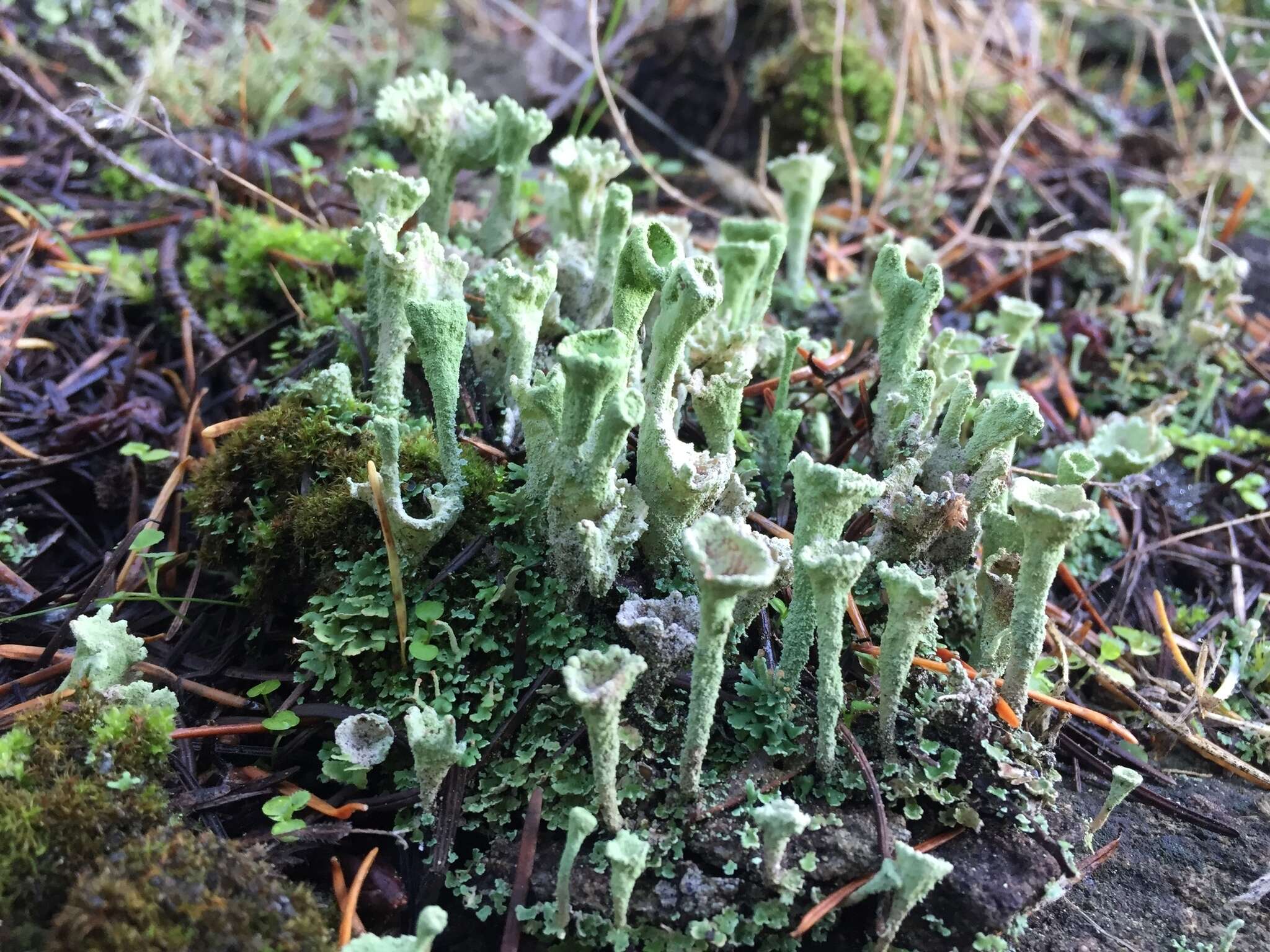 Plancia ëd Cladonia carneola (Fr.) Fr.