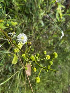 Sivun Mimosa ceratonia L. kuva