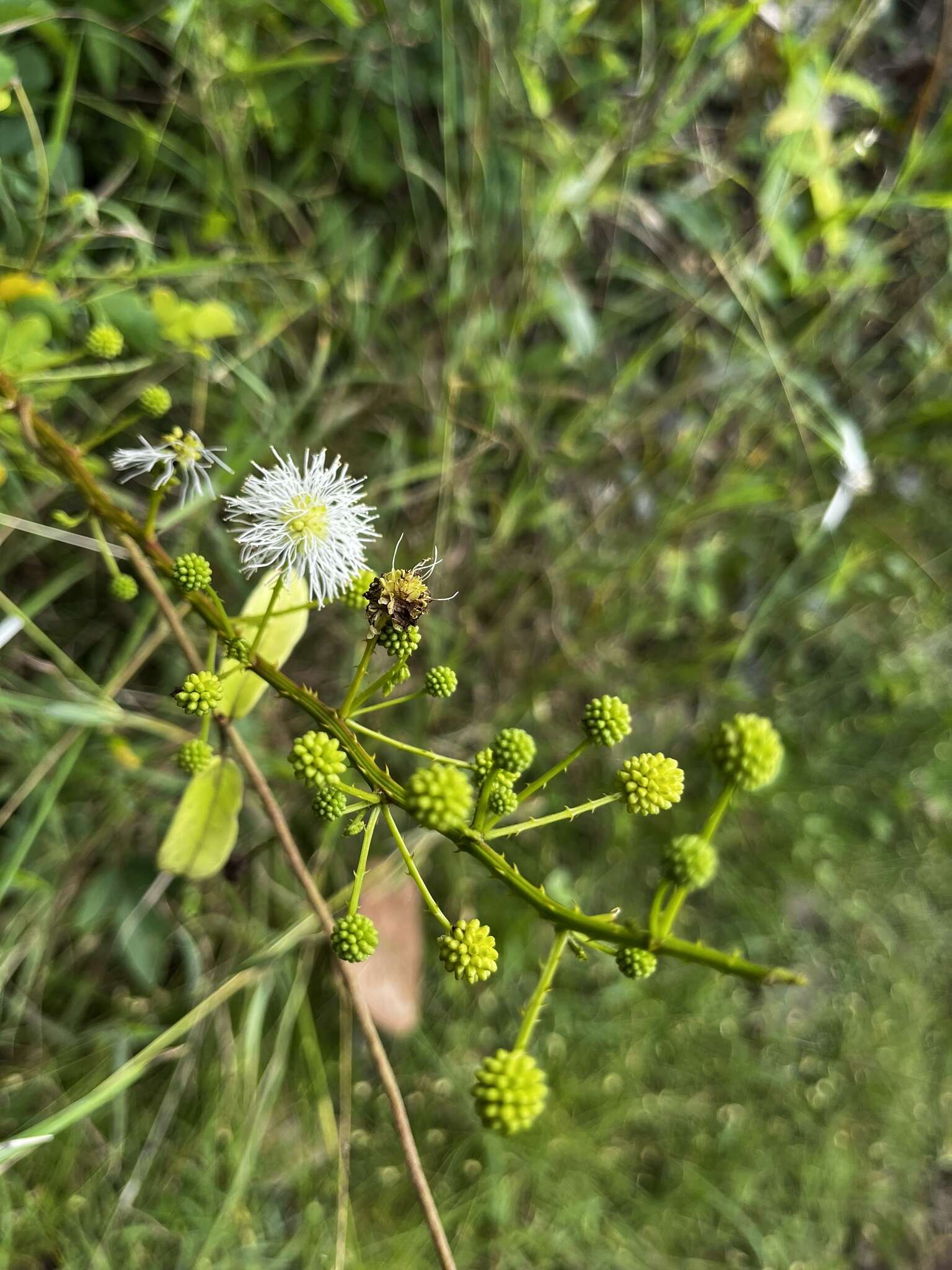 Mimosa ceratonia L. resmi