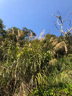 Imagem de Miscanthus floridulus (Labill.) Warb. ex K. Schum. & Lauterb.