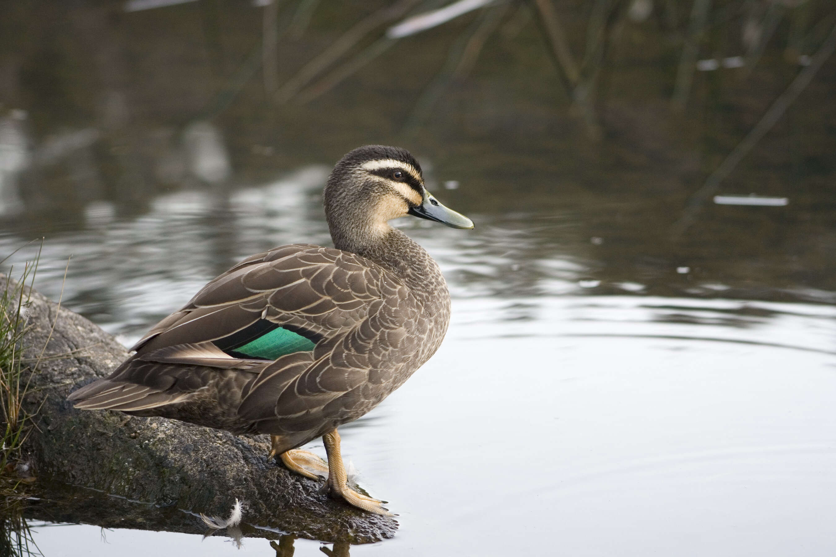 Image of Grey Duck