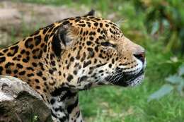 Image of Jaguar