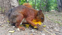 Image of Sciurus subgen. Guerlinguetus Gray 1821