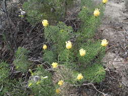 Image of Petrophile drummondii Meissn.