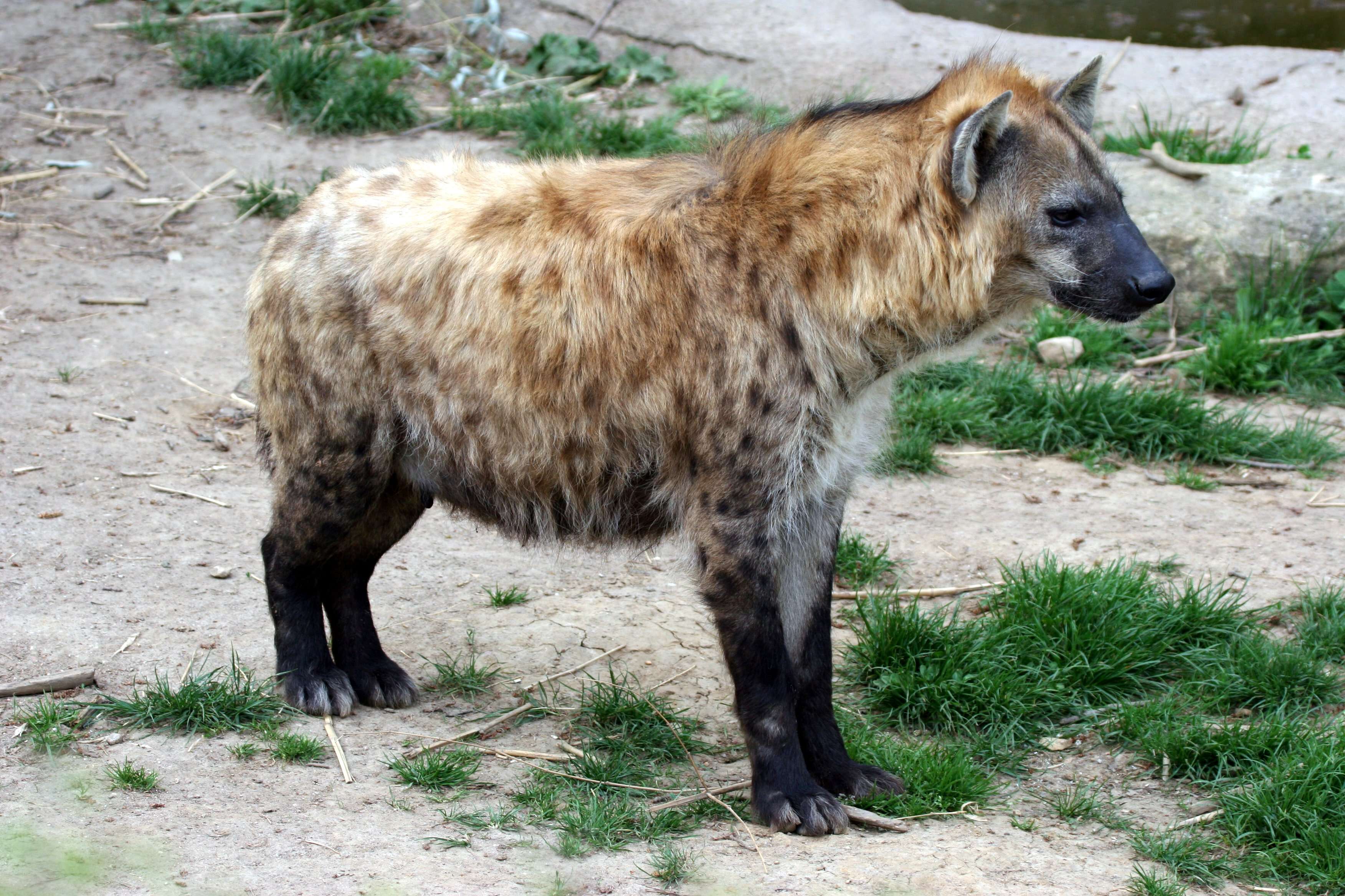 Image of hyaenas