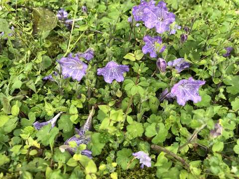 Image of Strobilanthes rankanensis Hayata