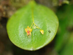 Image of Lepanthes pecunialis Luer & Hirtz