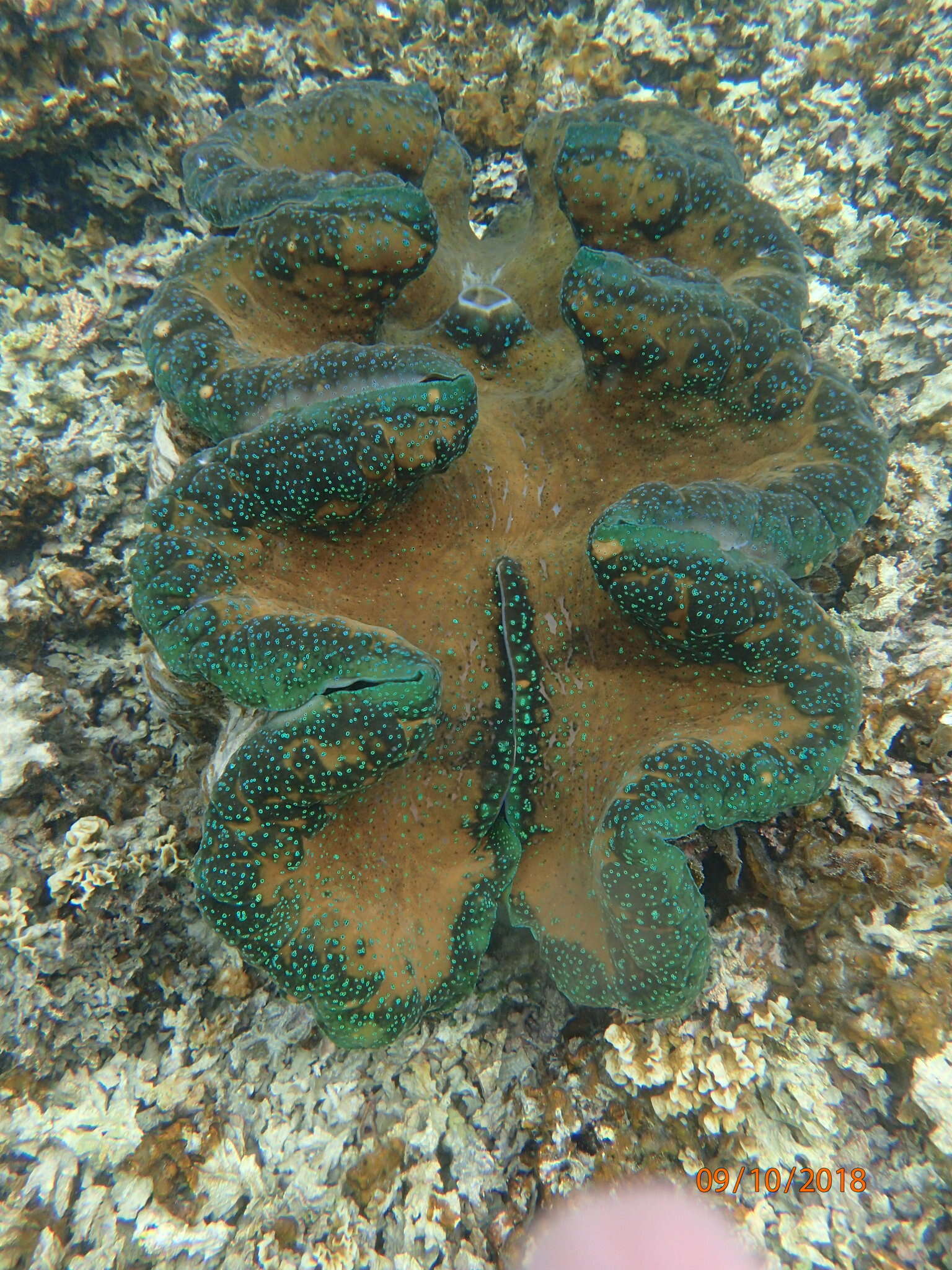 Sivun Tridacna gigas (Linnaeus 1758) kuva