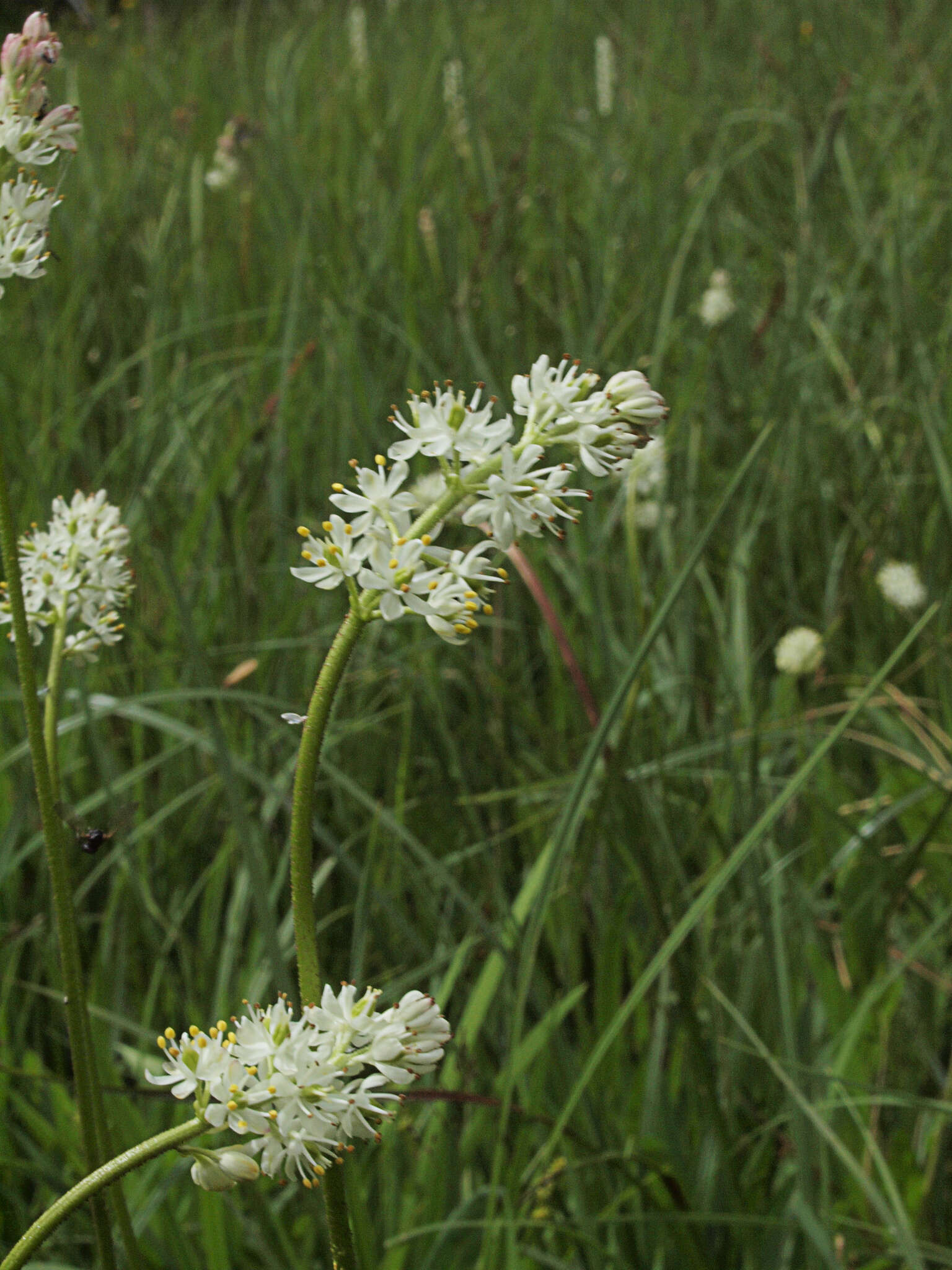 Image of sticky tofieldia