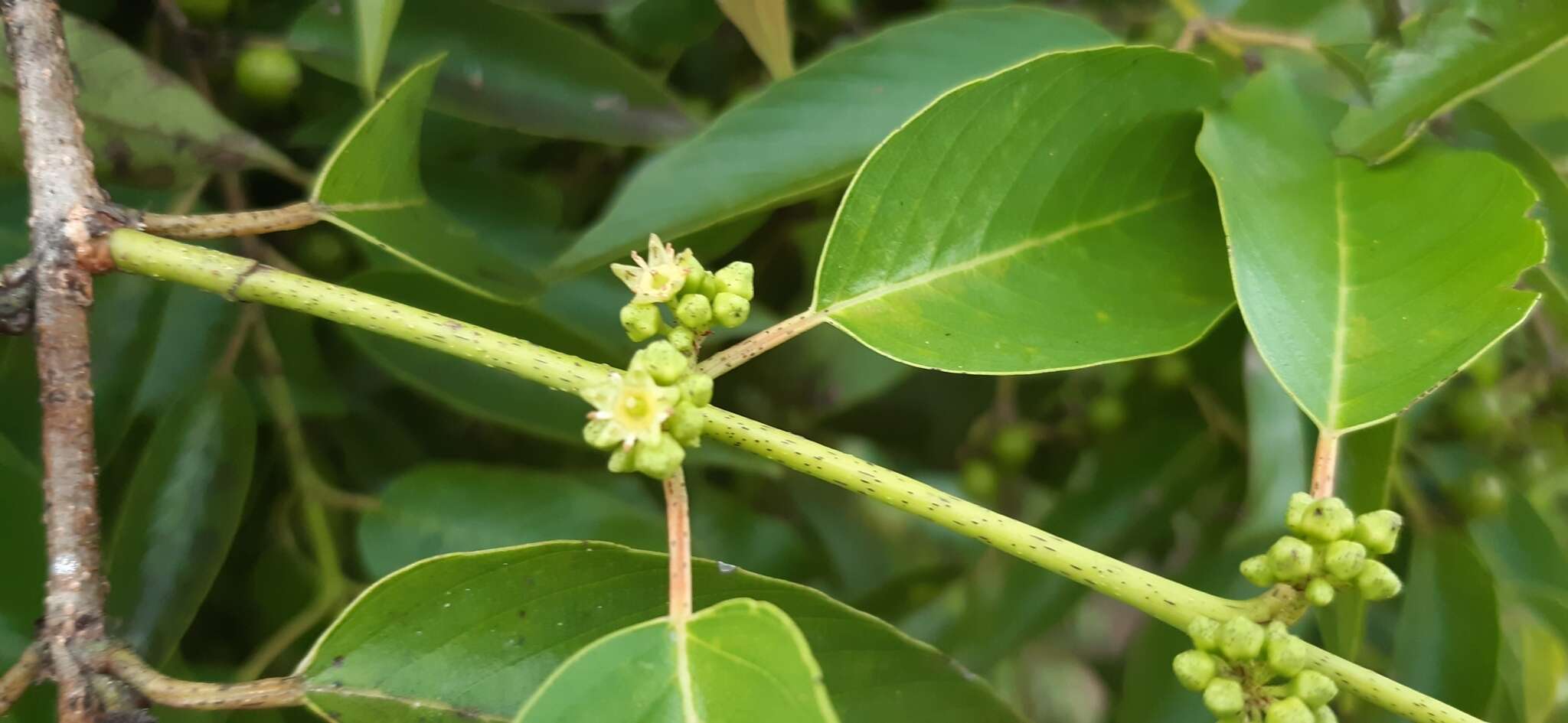 Image of Karwinskia calderonii Standl.