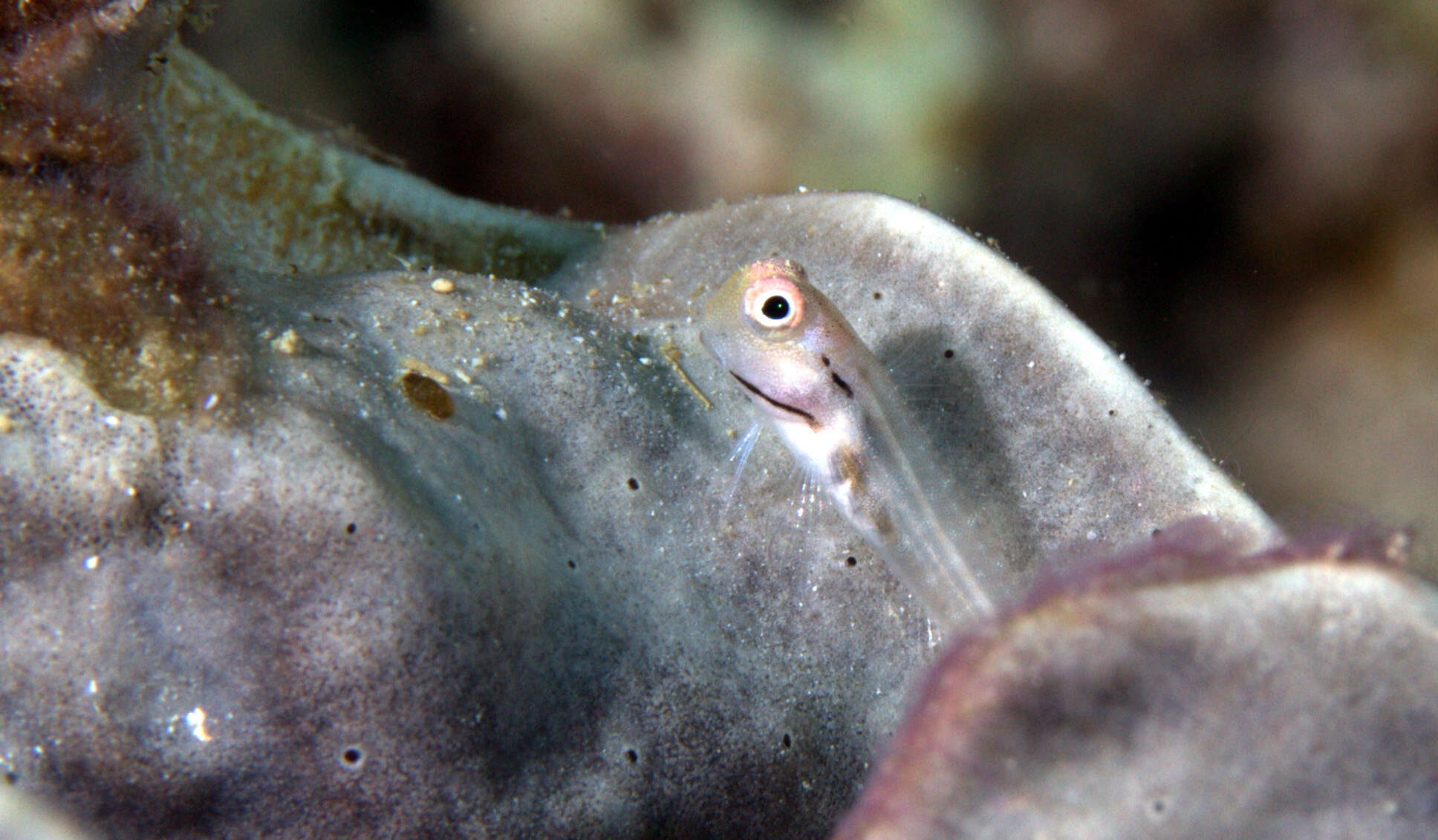 Image of Yaeyama coralblenny