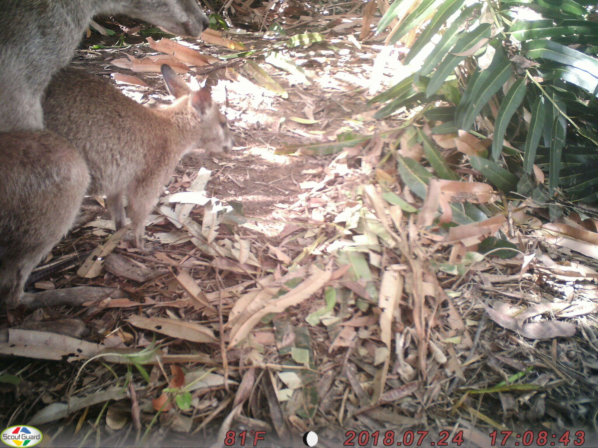 Image of Agile Wallaby