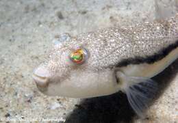 Image of Brush-tail toadfish