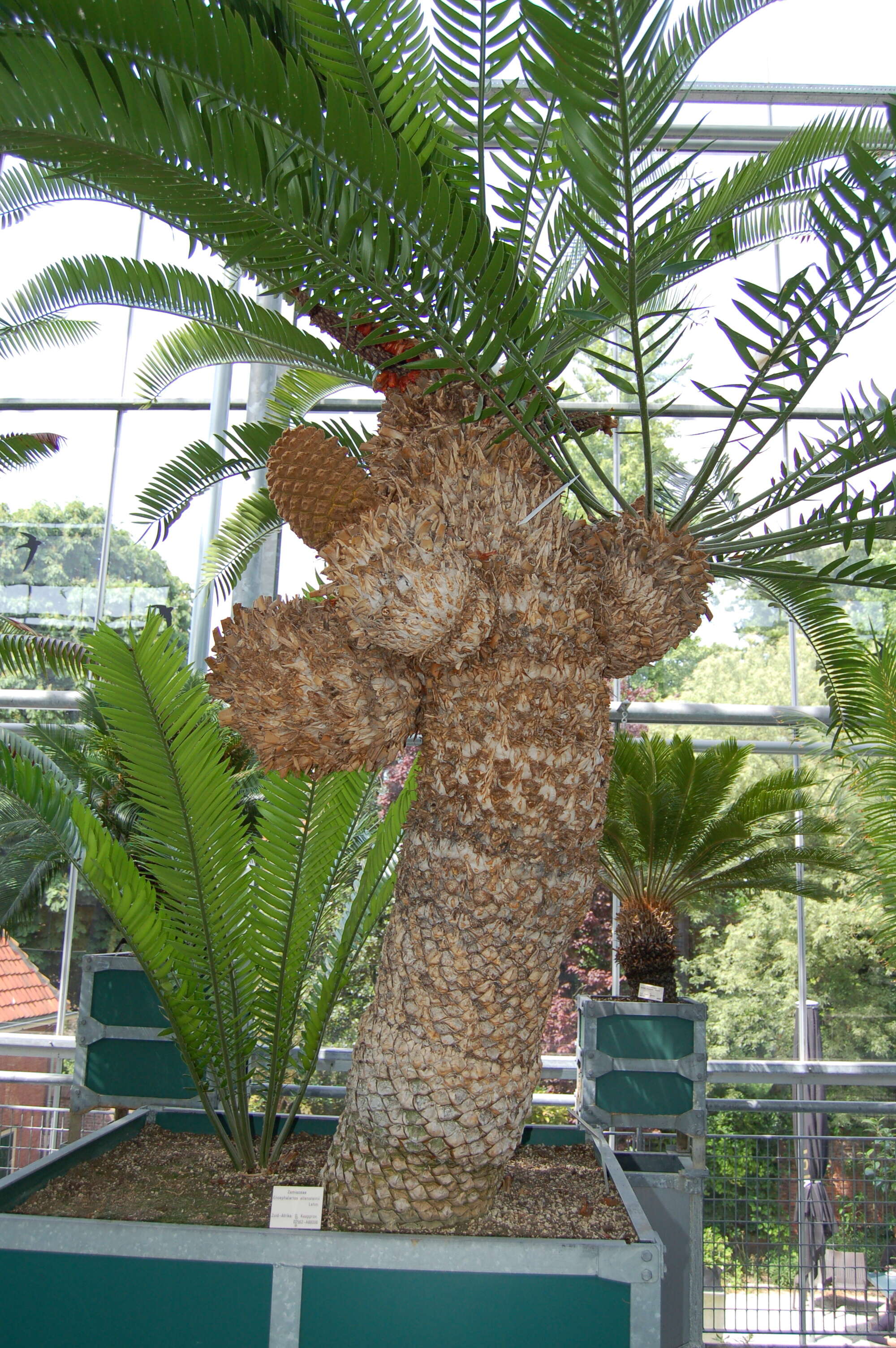 Image of Bushman's River Cycad