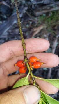 Image of woodland mirrorplant